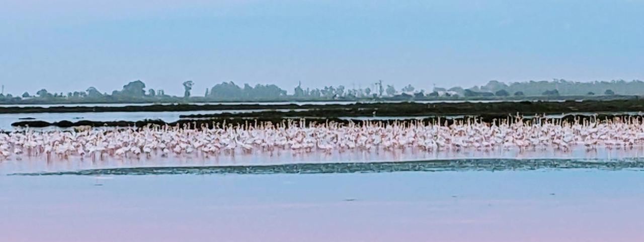 Ca Na Vinyet Villa Poblenou del Delta Dış mekan fotoğraf