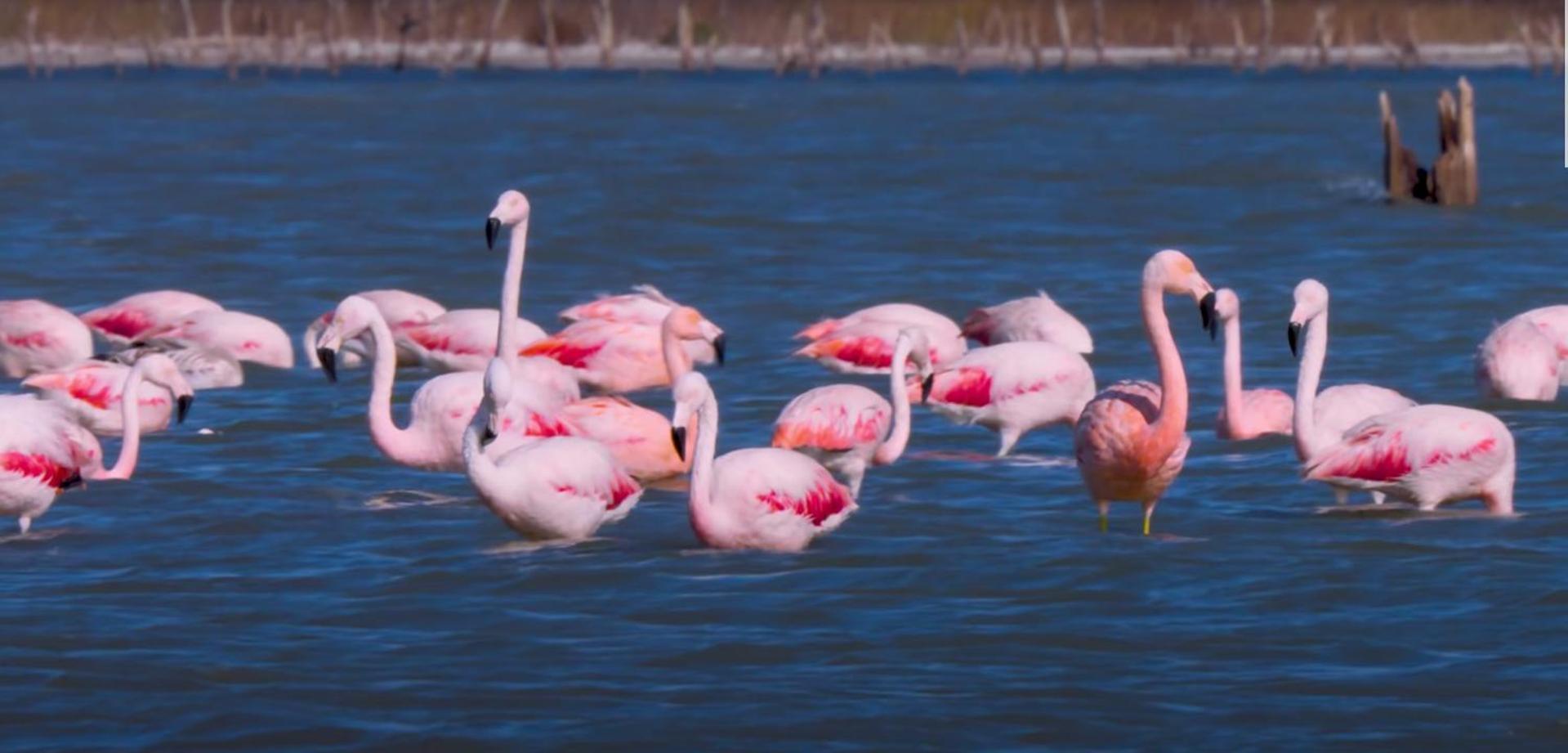 Ca Na Vinyet Villa Poblenou del Delta Dış mekan fotoğraf